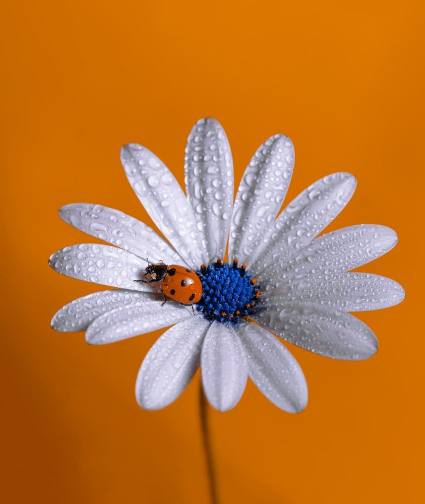 Ladybug On Dewy Daisy by Boutaiba Naoui — canvas wall art