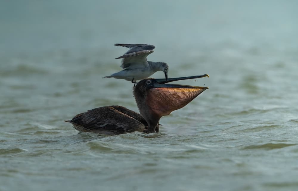 Pelican and Stealthy Bird by Larry Deng APA — canvas wall art