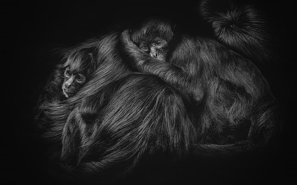 Tender Monkey Embrace by PAUL GOMEZ — canvas wall art