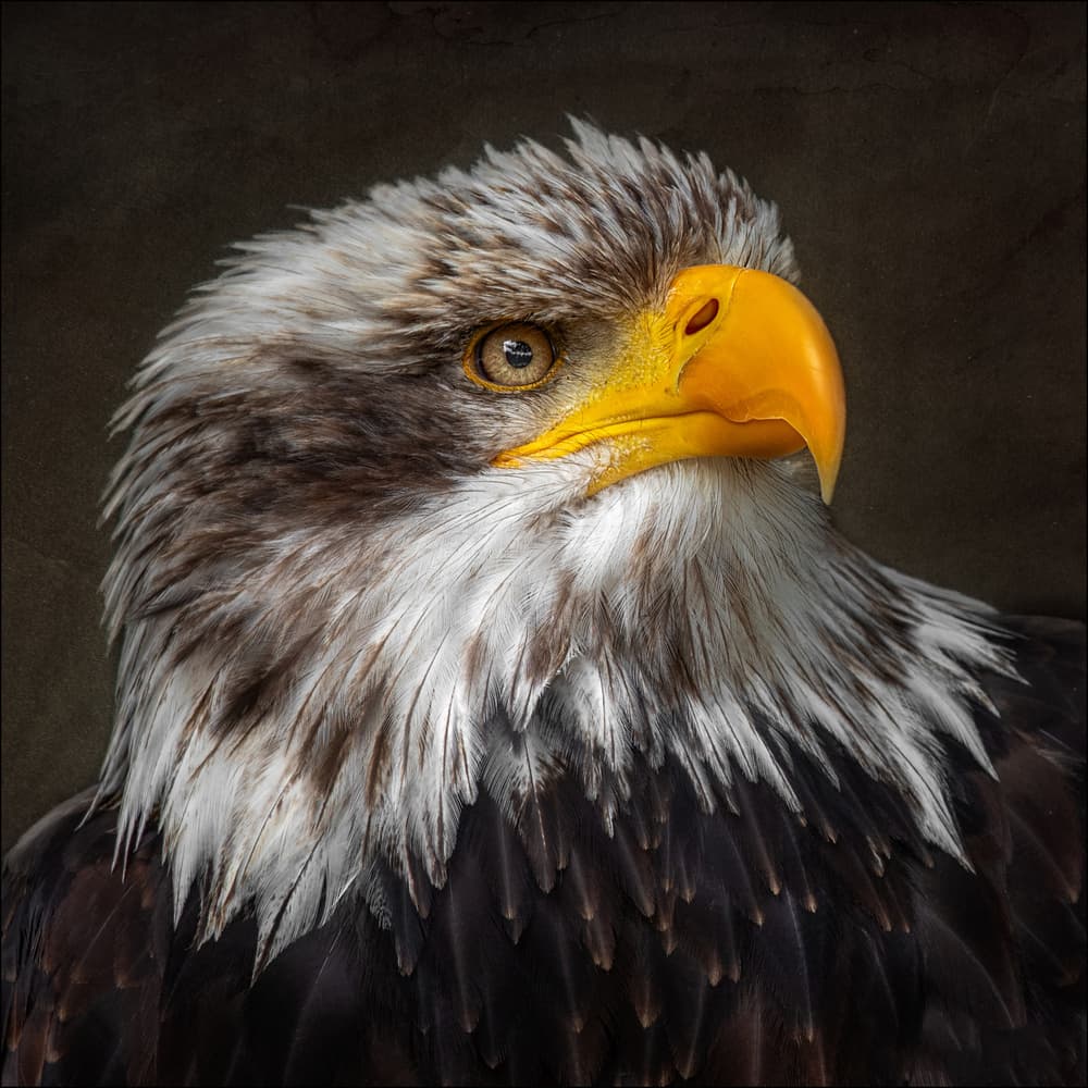Majestic Bald Eagle by Chris Coenders — canvas wall art