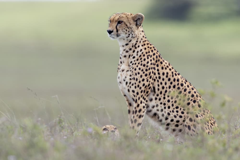 Cheetah and Cub by Alessandro Catta — canvas wall art