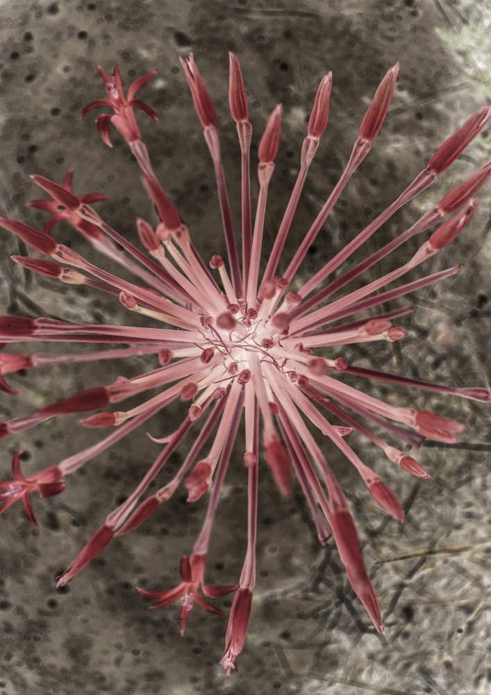 Radiant Blooms by Shot by Clint — canvas wall art