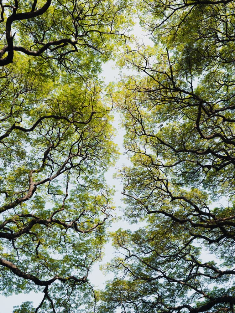 Lush Green Tree Canopy by Photolovers — canvas wall art
