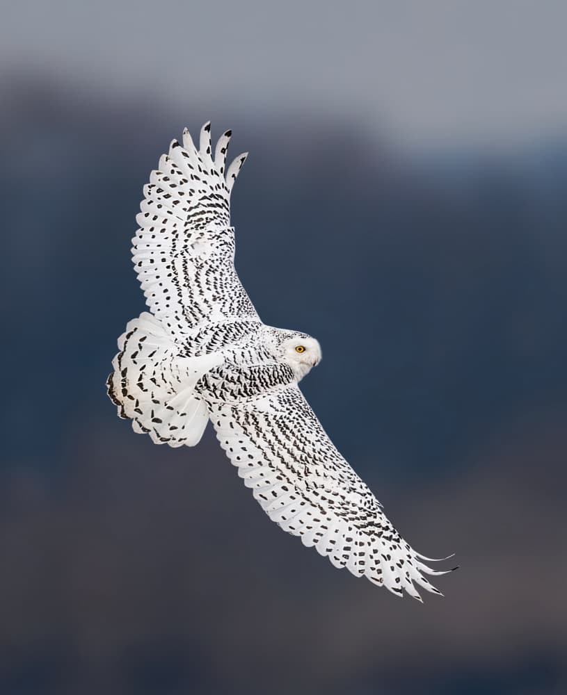 Majestic Snowy Owl Flight by Yunqiang Li — canvas wall art