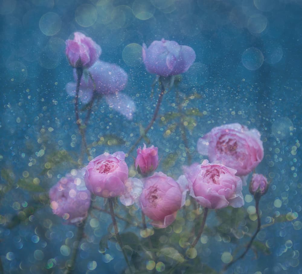 Dreamy Pink Roses by Judy Tseng — canvas wall art