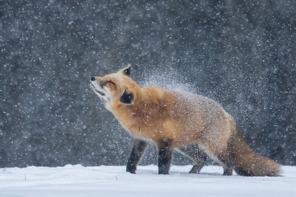 Red Fox Shakes Snow by Max Wang — canvas wall art