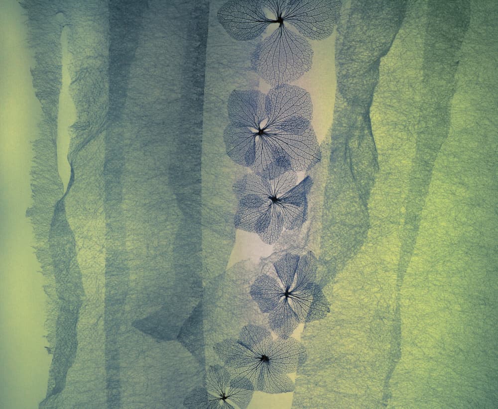 Ethereal Hydrangea Petals by Shihya Kowatari — canvas wall art