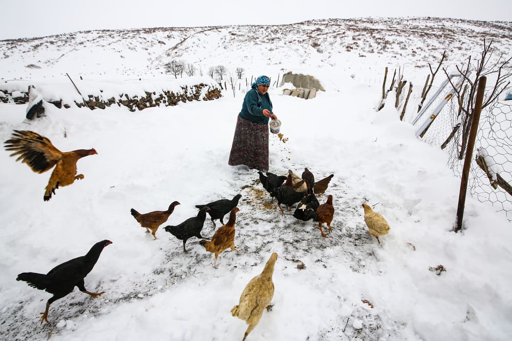 Feeding Chickens in Snow by Ummu Nisan Kandilcioglu — canvas wall art