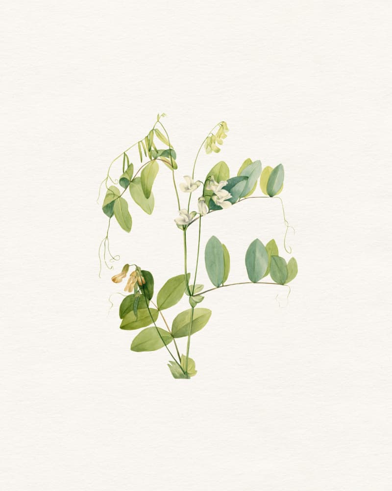 Delicate Botanical Study by Wild Violets — canvas wall art