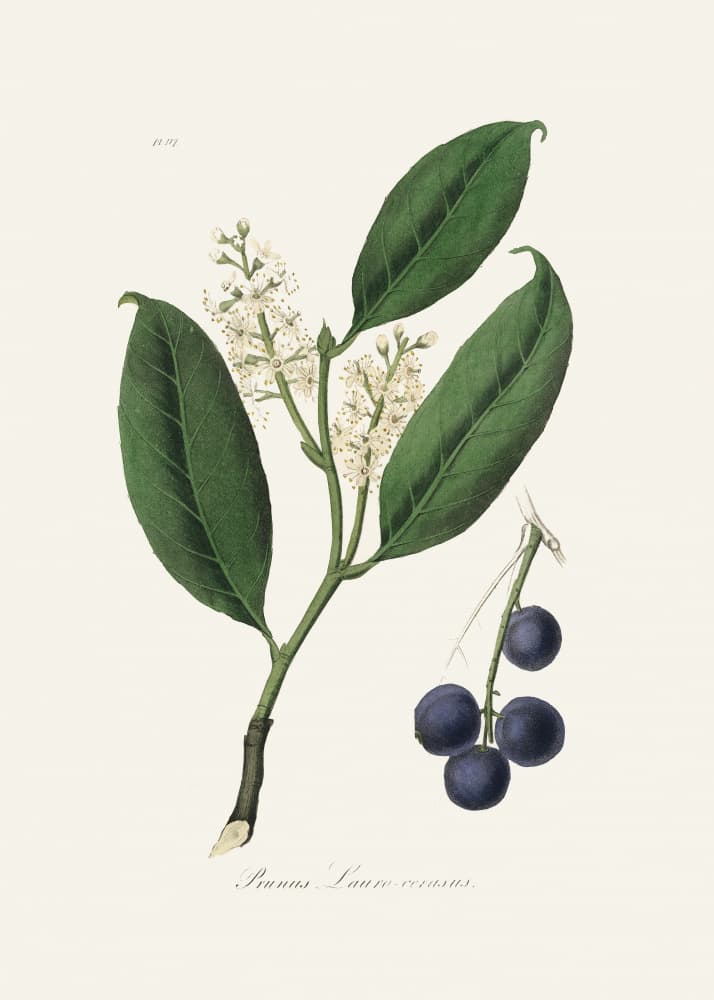Cherry Laurel (prunus Laurocerasus) Medical Botany by John Stephenson and James Morss Churchill — canvas wall art