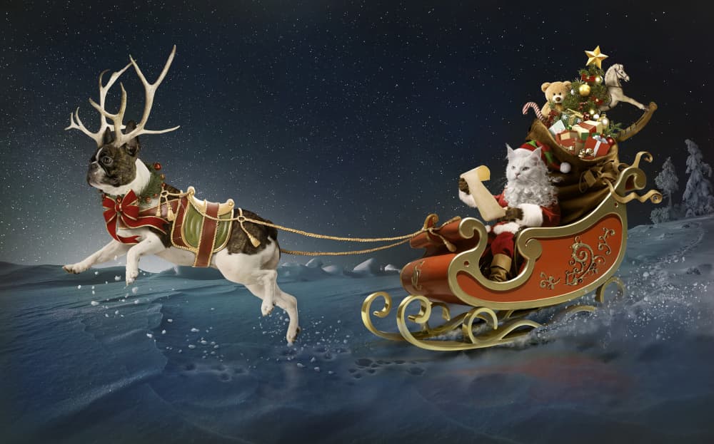 Santa Cat Sleigh Ride by DDiArte — canvas wall art