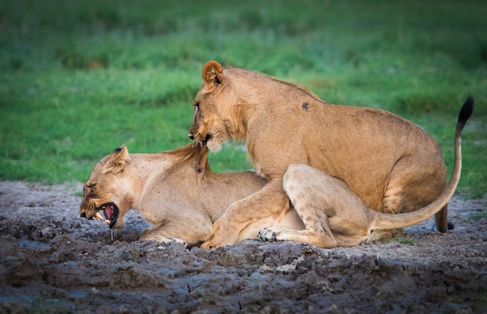 Primal Lion Mating by Kirill Trubitsyn — canvas wall art
