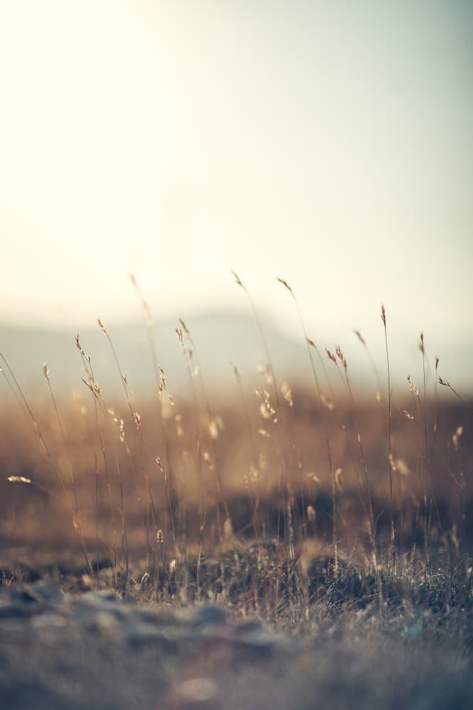 Serene Golden Field by Javier Pardina — canvas wall art