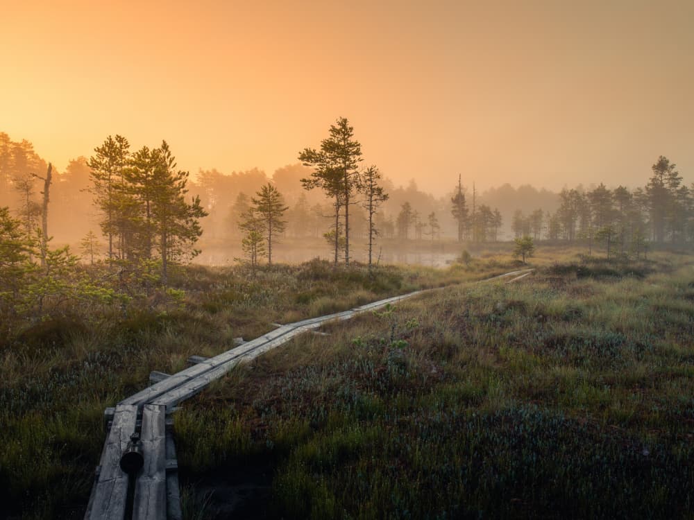Misty Morning Boardwalk Path by Andreas Christensen — canvas wall art