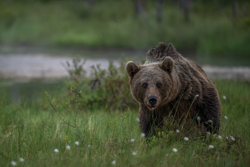 Brown Bear Stare by Nina Pauli — canvas wall art