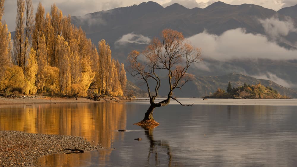 Wanaka Tree Autumn Reflection by Emanuel Papamanolis — canvas wall art