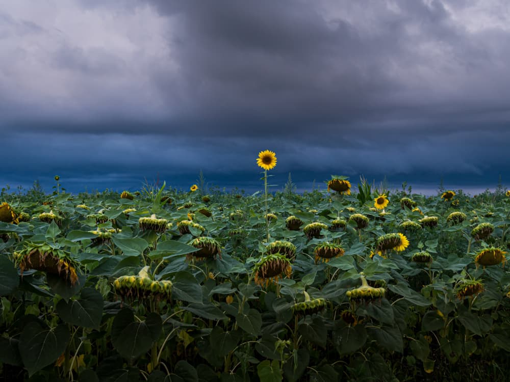 Golden Sunflower Storm by KajaG — canvas wall art