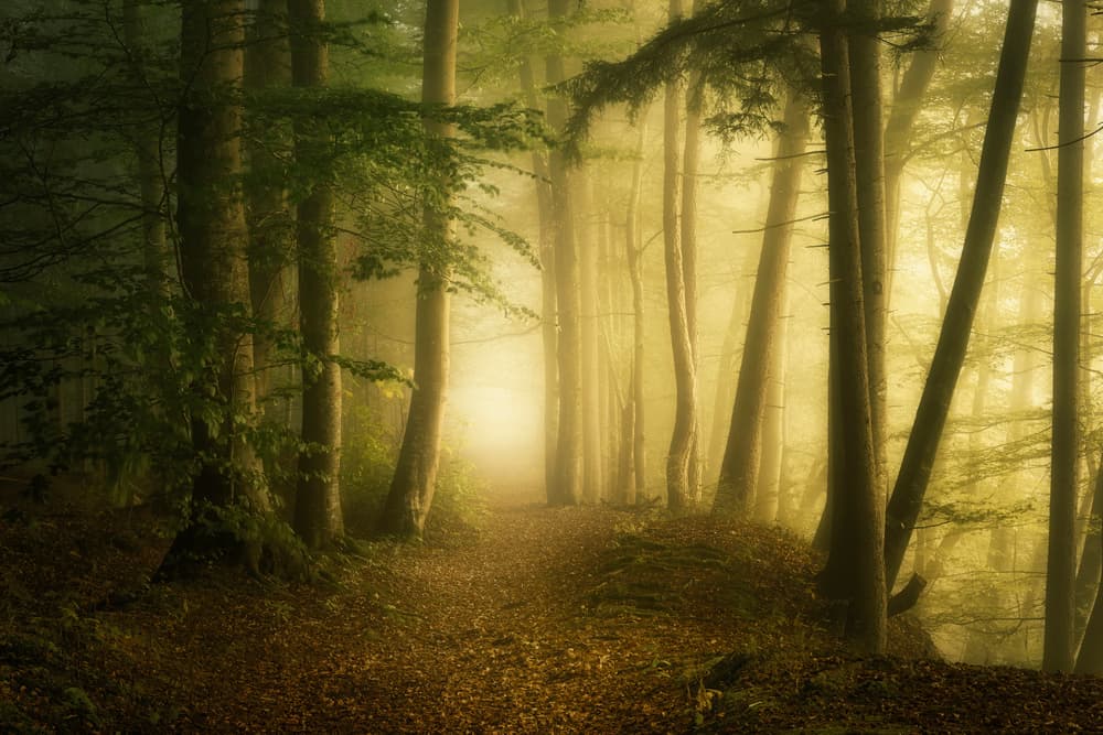 Enchanted Forest Light by Norbert Maier — canvas wall art
