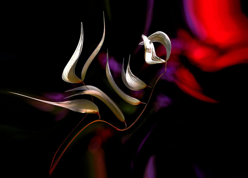 Elegant Organic Curves by Thierry Dufour — canvas wall art