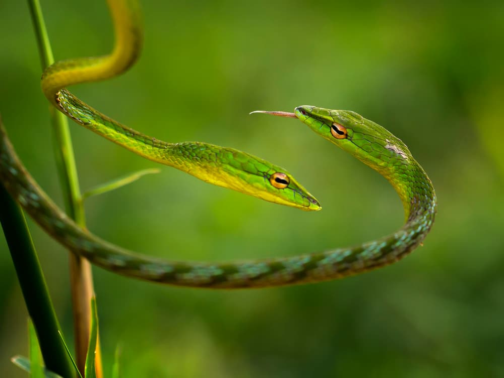 Two Green Snakes by Adhi Prayoga — canvas wall art