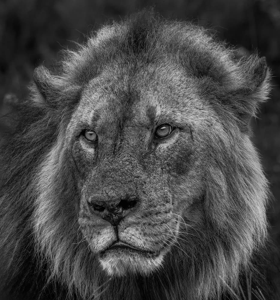 Majestic Lion Gaze by Allen SDCA — canvas wall art