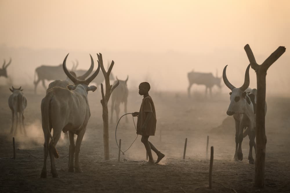 Boy and Golden Cattle by Trevor Cole — canvas wall art