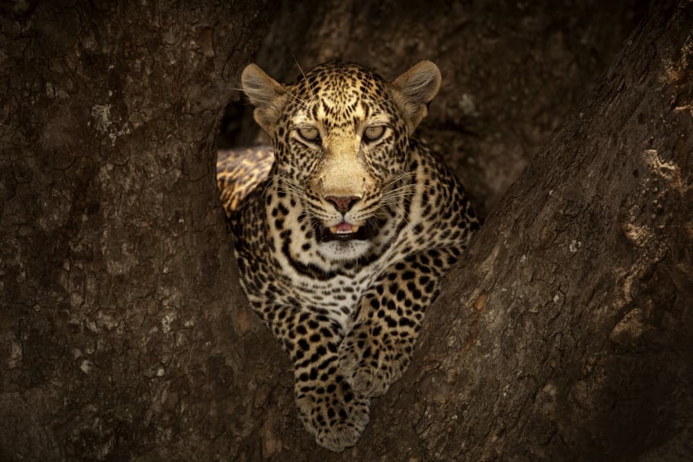 Watchful Leopard In Tree
