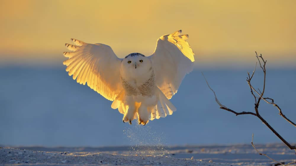 Snowy Owl Golden Light by Gavin Lam — canvas wall art