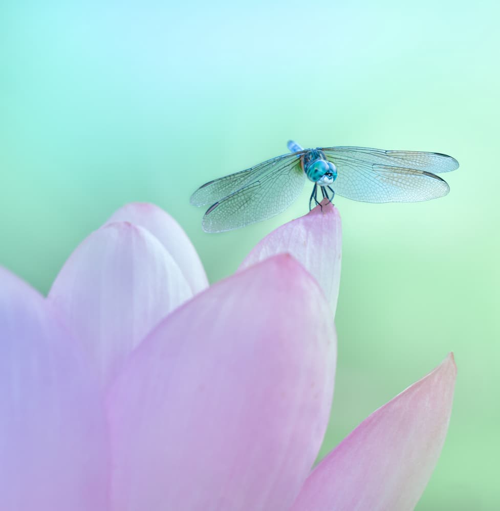 Blue Dragonfly Lotus Bloom by Catherine Wang — canvas wall art