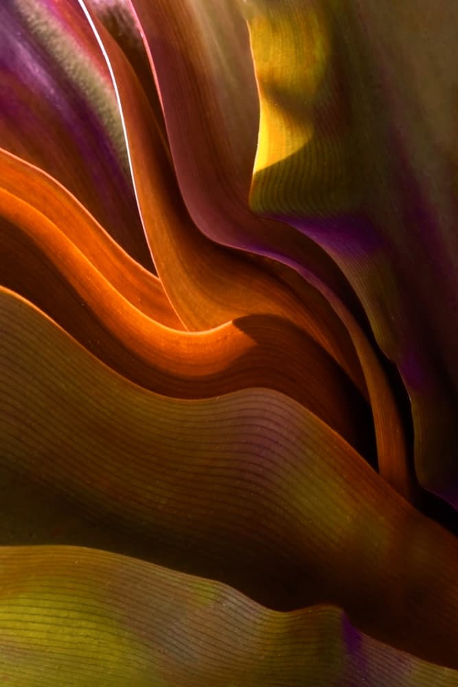 Organic Leaf Curves by Robin Wechsler — canvas wall art