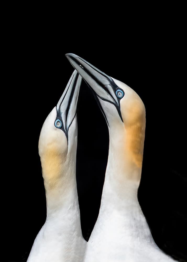 Gannet Embrace by Bill Lu — canvas wall art