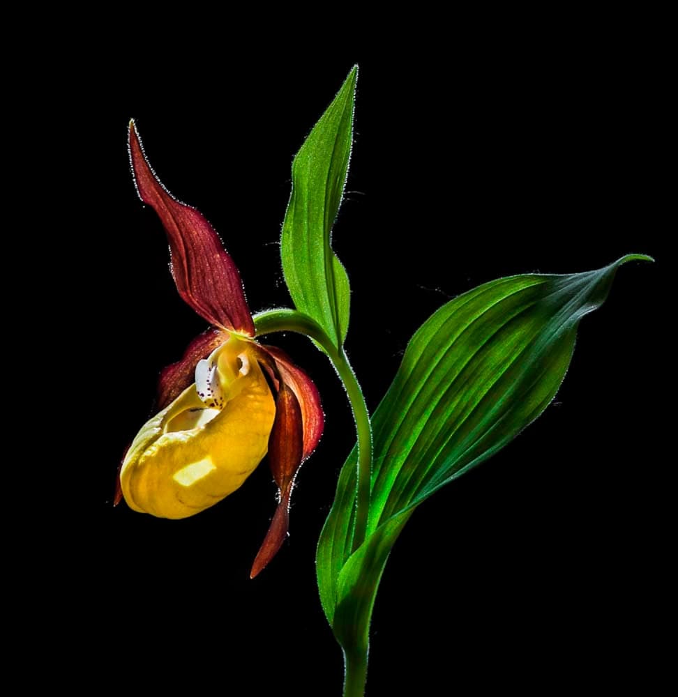 Glowing Lady Slipper Orchid by Nora De Angelli — canvas wall art