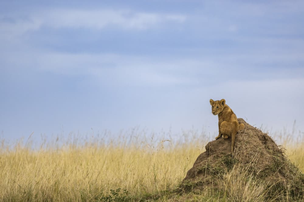 Curious Lion Cub Savanna by Lokesh Kumar Rastogi — canvas wall art