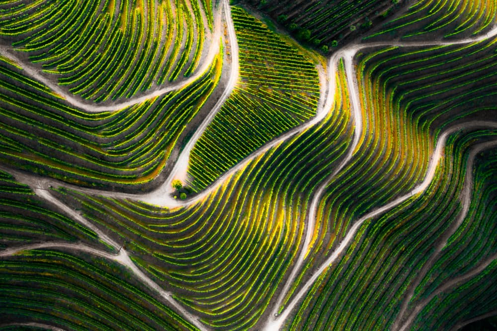 Winding Vineyard Paths by Joao Galamba — canvas wall art