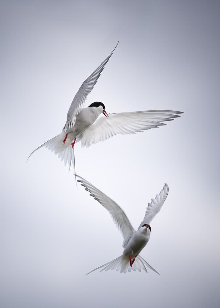 Arctic Terns in Flight by fegari — canvas wall art