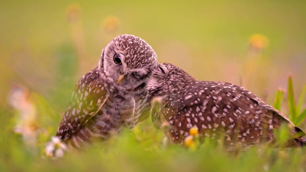 Gentle Owl Embrace by John Fan — canvas wall art
