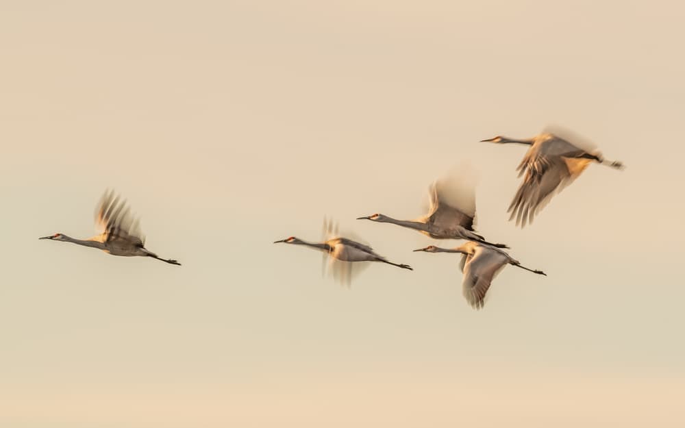 Cranes In Golden Flight by Qingsong Wang — canvas wall art
