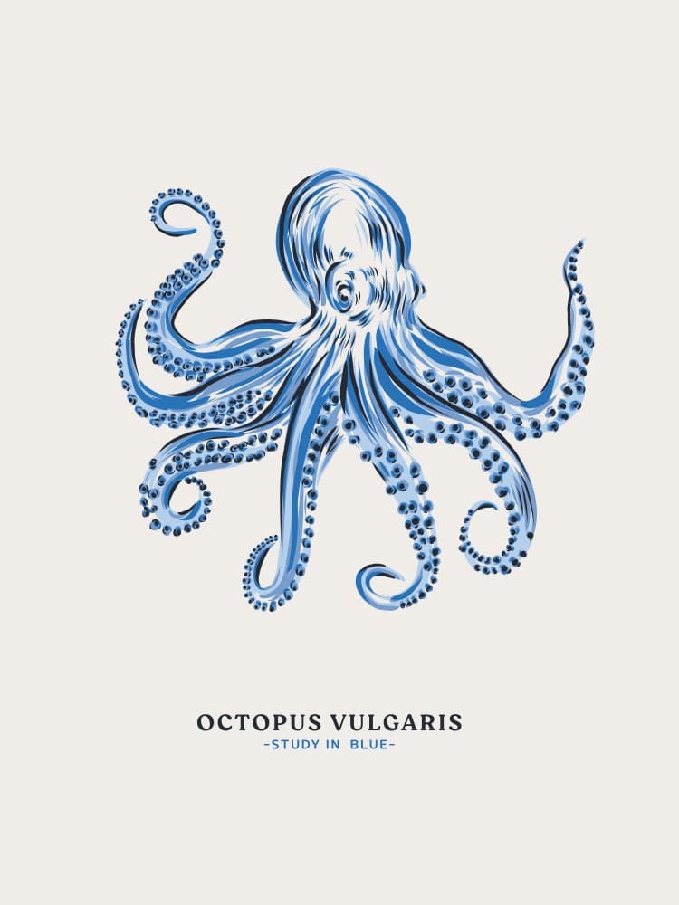 Blue Octopus Study by Alexandra Weise — canvas wall art