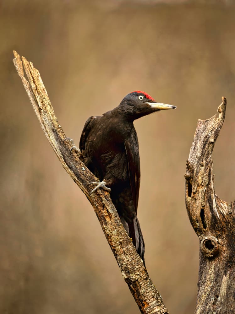 Striking Black Woodpecker by Jesus Concepcion Alvarado — canvas wall art