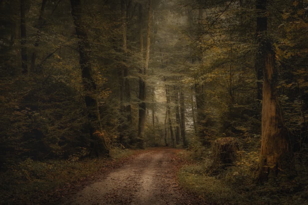 Moody Forest Path by Norbert Maier — canvas wall art