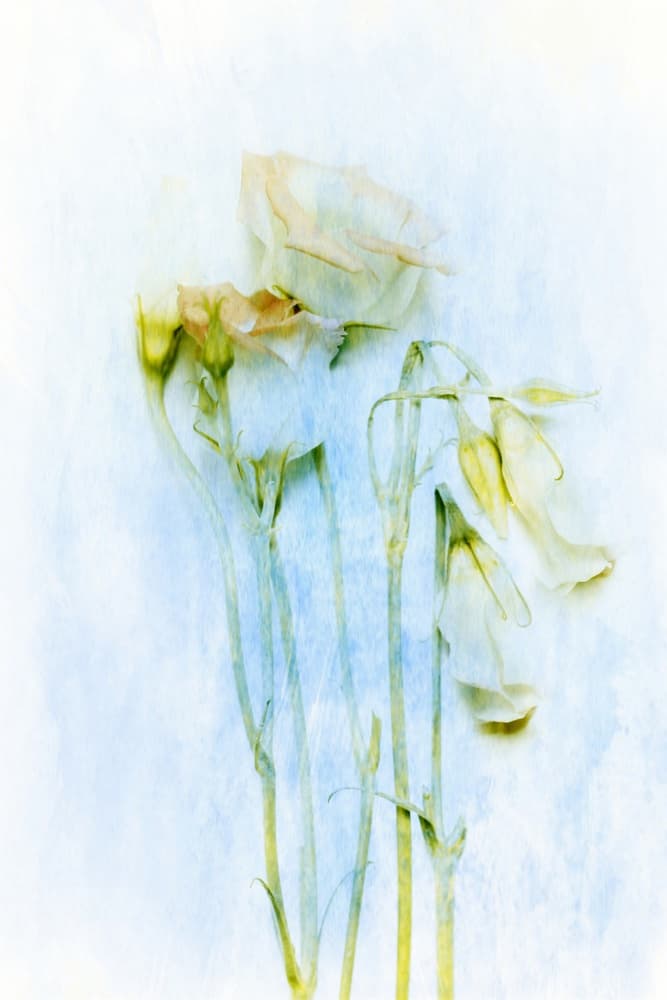Delicate Fading Flowers by Delphine Devos — canvas wall art