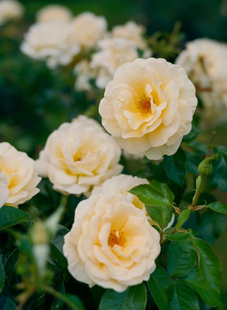 Soft Yellow Garden Roses by Bethany Young — canvas wall art