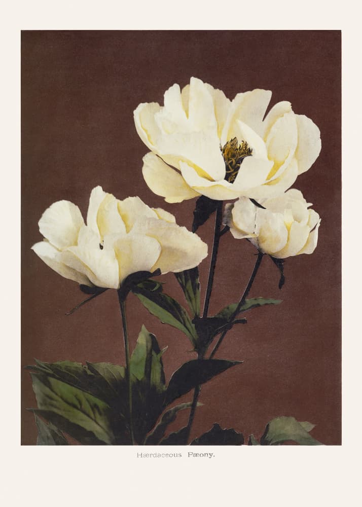 Hærdaceous Peony by Ogawa Kazumasa — canvas wall art
