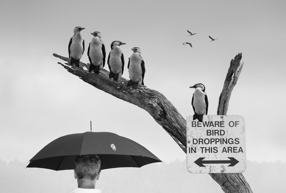 Beware The Birds by Jacqueline Hammer — canvas wall art