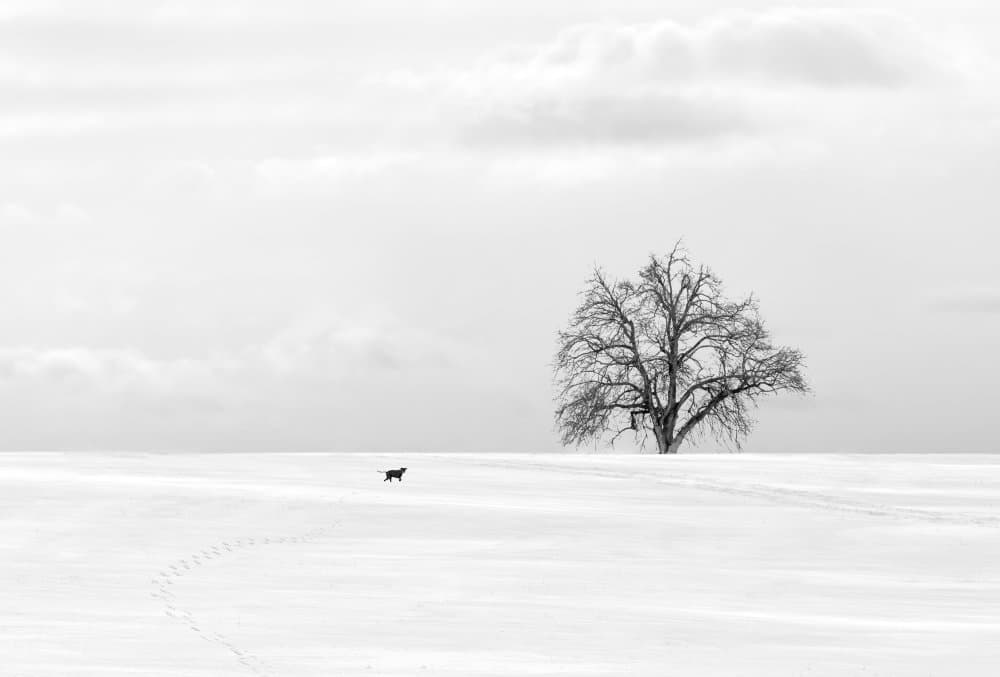 Solitary Dog Winter Snow by Yuzheng Ren — canvas wall art
