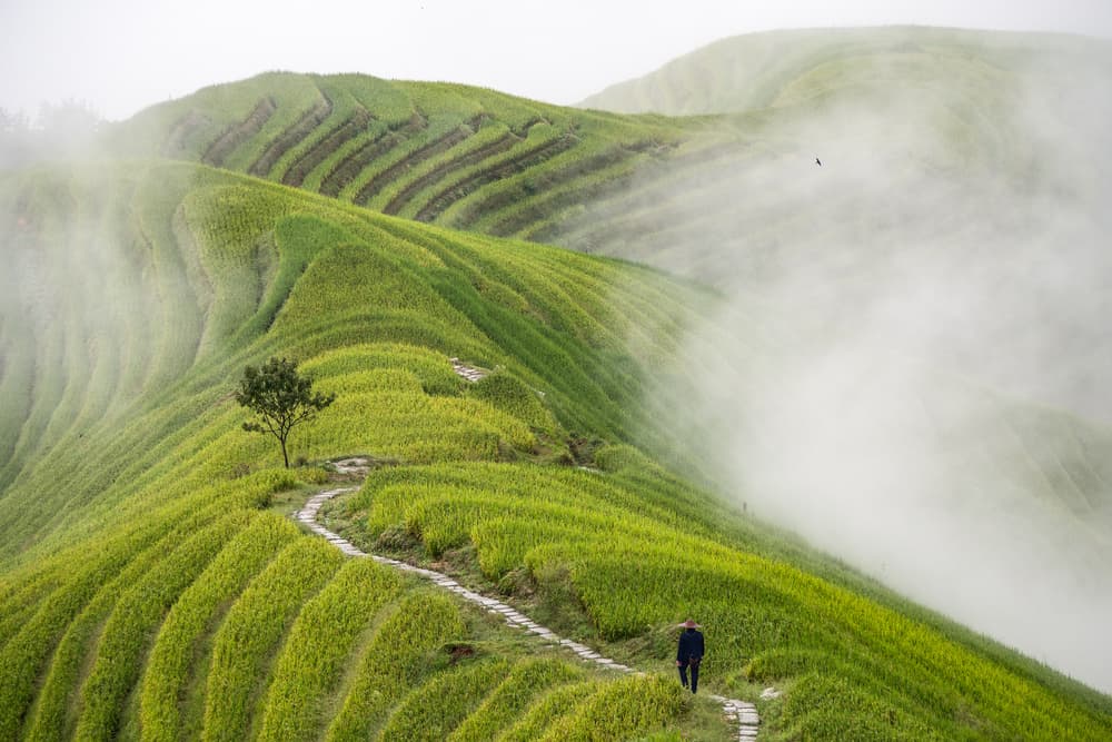 Misty Rice Terraces Walk by Miha Pavlin — canvas wall art