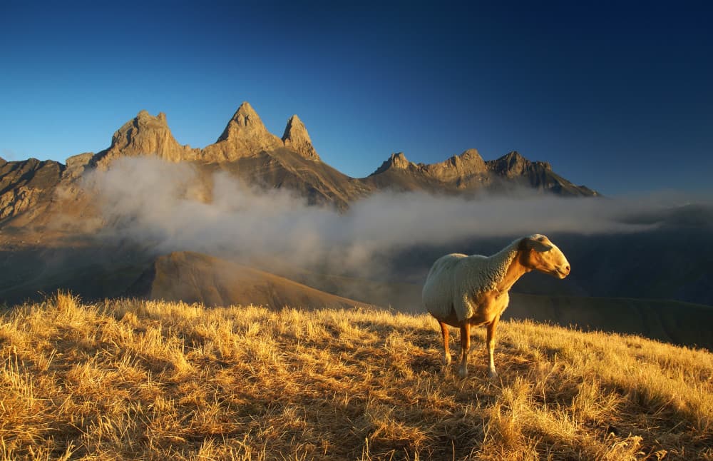 Sunlit Mountain Sheep by Karol Nienartowicz — canvas wall art
