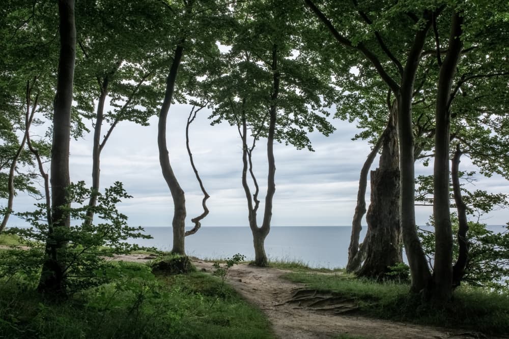 Forest At the Sea 2 by Mareike Böhmer — canvas wall art