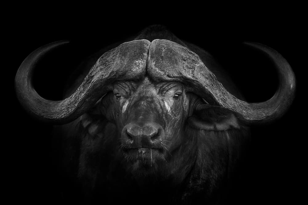 Majestic Buffalo Portrait by Mario Moreno — canvas wall art