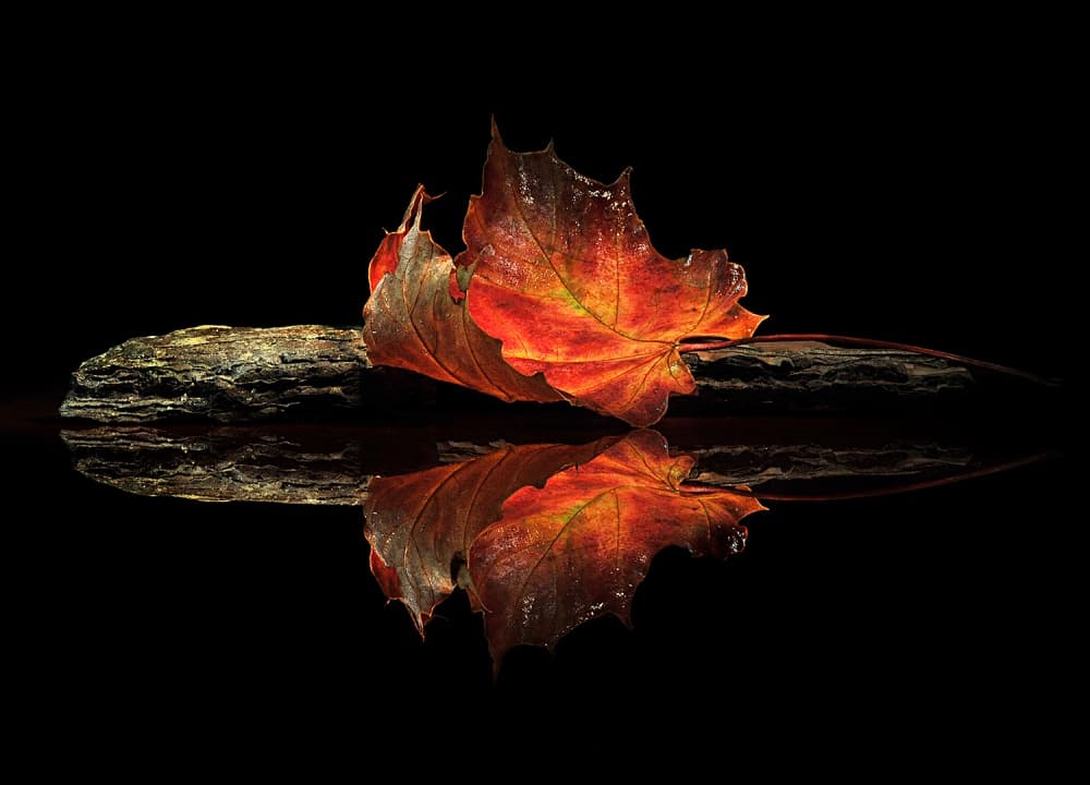 Autumn Leaf Reflection by Aida Ianeva — canvas wall art